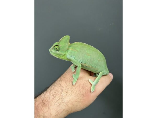 [#5485] Veiled Chameleon Reptiles for Sale