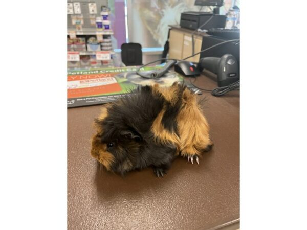 [#5473] Guinea Pig Small Animals for Sale