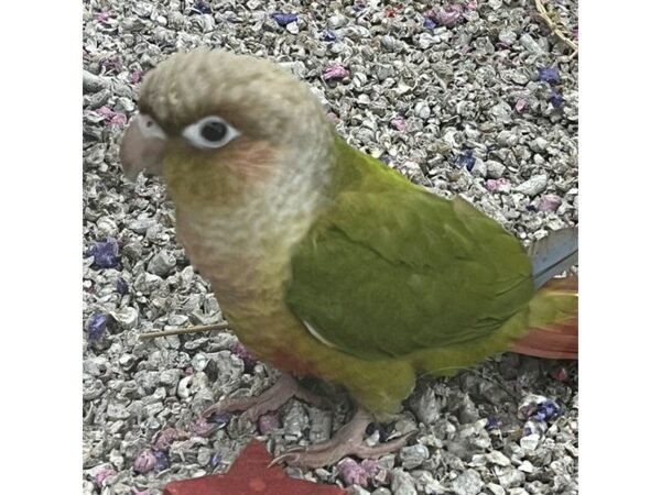 [#5481] FANCY GREEN CHEEKS Birds for Sale