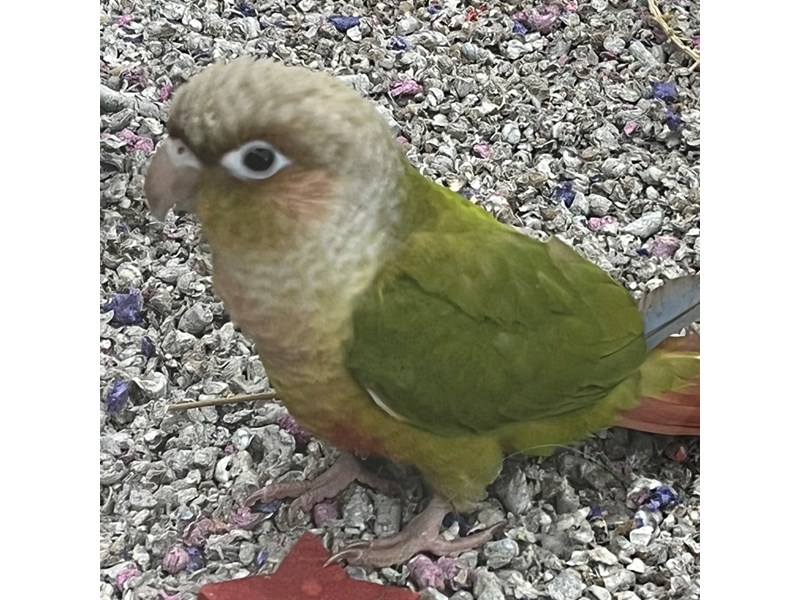 FANCY GREEN CHEEKS - 5481 Image #1