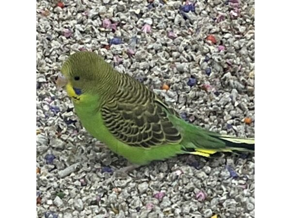 [#5477] parakeet Birds for Sale