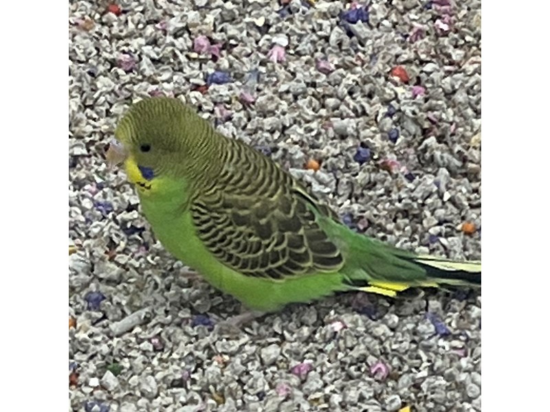 parakeet - 5477 Image #1