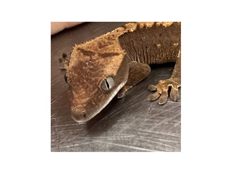 Crested Gecko - 5487 Image #1