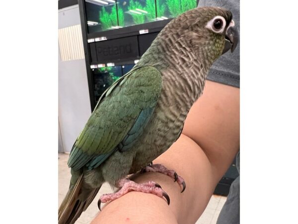 [#5499] Turquois FANCY GREEN CHEEKS Birds for Sale