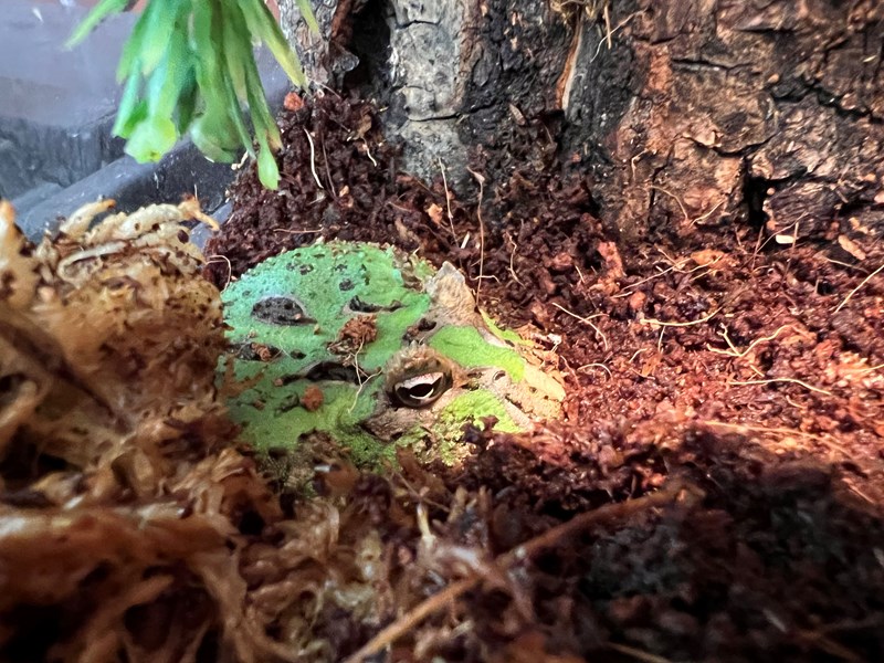 Pacman Frog - 5494 Image #1