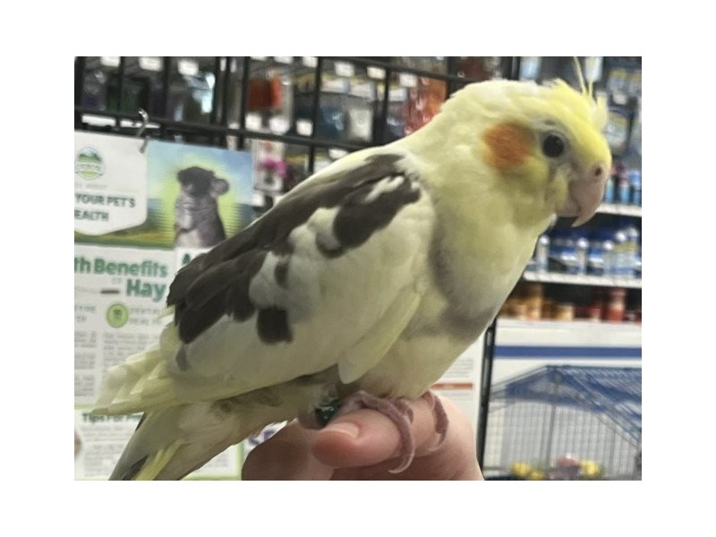 Cockatiel - 5483 Image #1