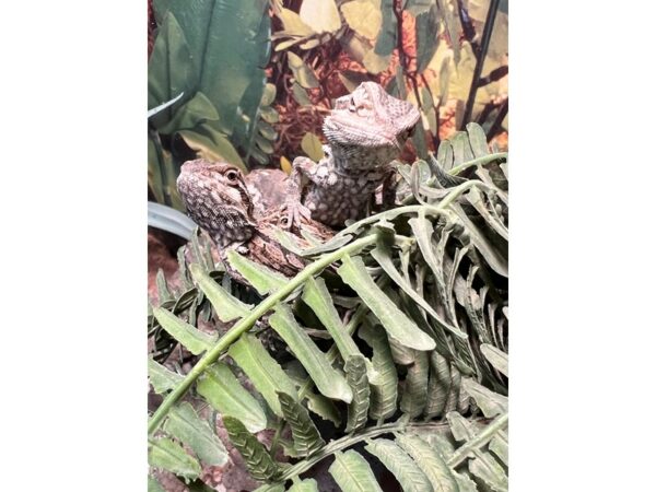 [#5488] Bearded Dragon Reptiles for Sale