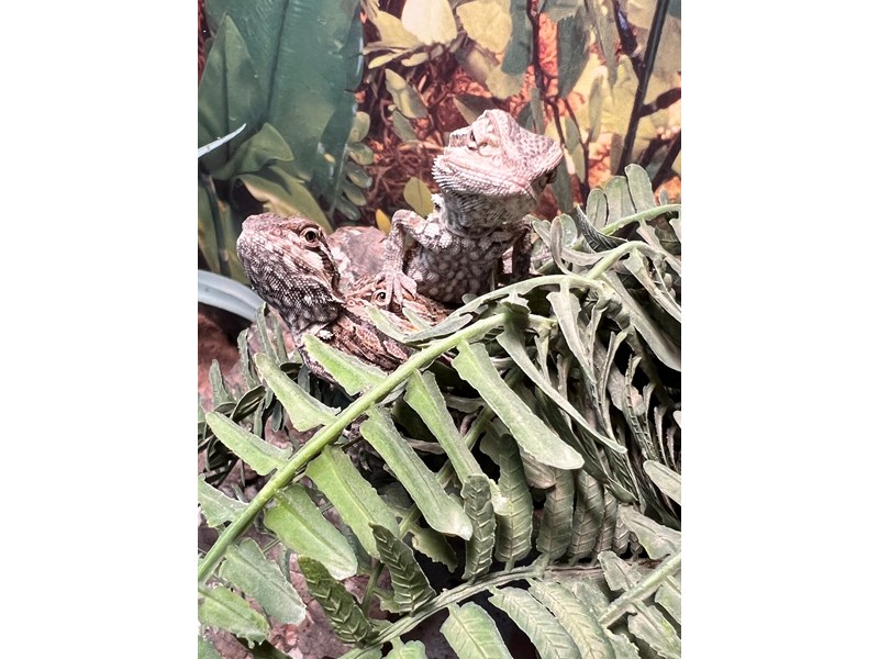 Bearded Dragon - 5488 Image #1