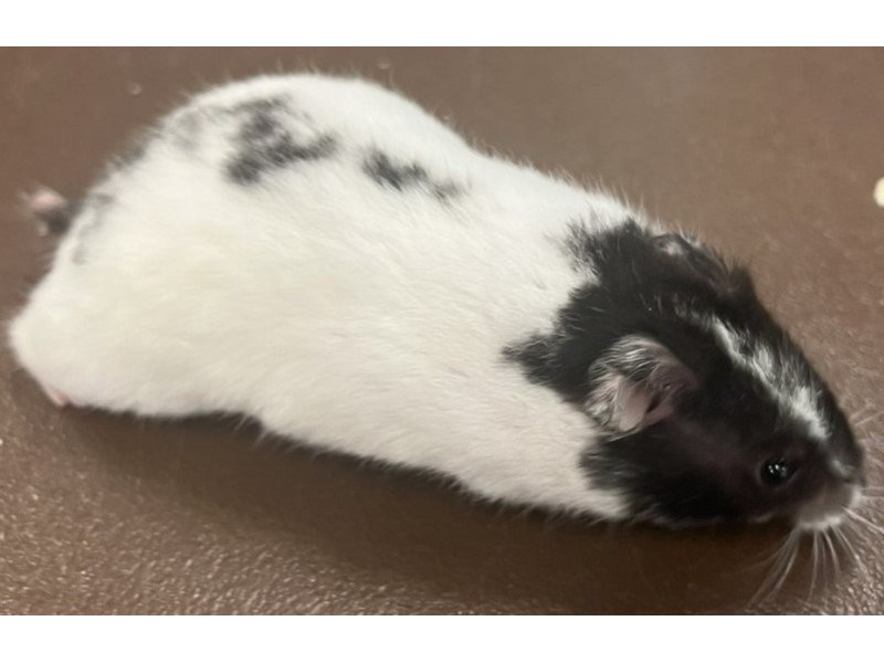 Hamster - 5474 Image #1