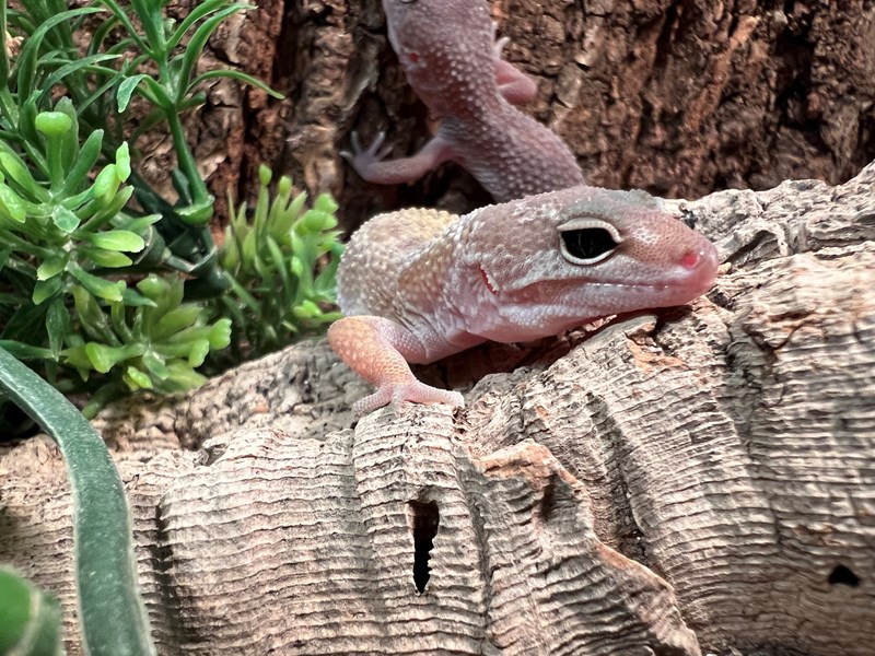 Leopard Gecko - 5492 Image #1