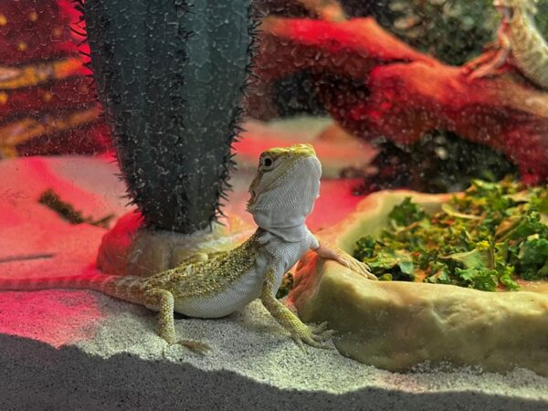 [#5514] Assorted Bearded Dragons Reptiles for Sale