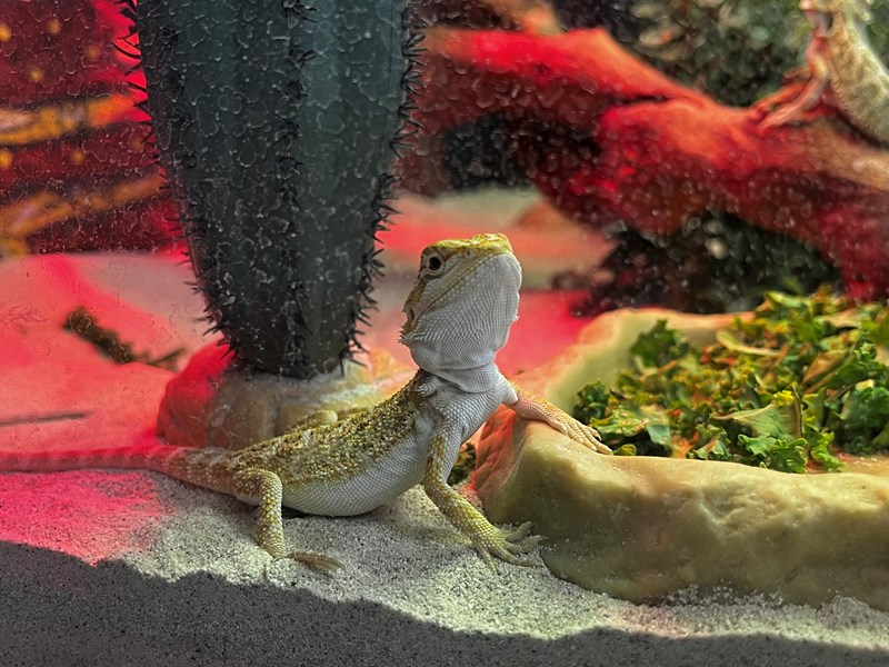 Assorted Bearded Dragons - 5514 Image #1