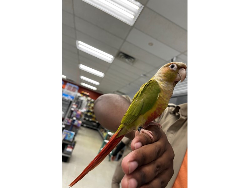 Conure - 5517 Image #1