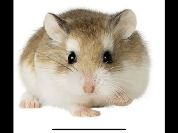 [#5507] Robo Hamster Small Animals for Sale