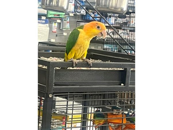 [#5519] White Belly Caique Birds for Sale