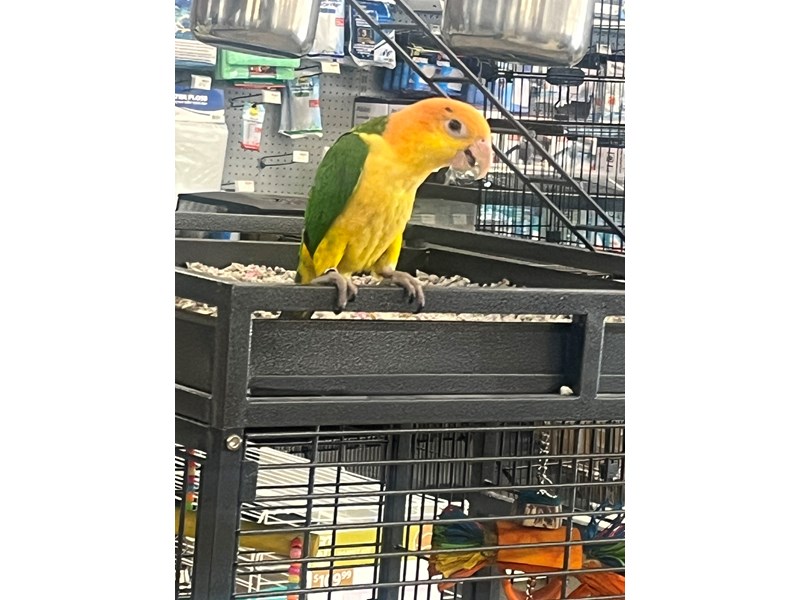 White Belly Caique - 5519 Image #1