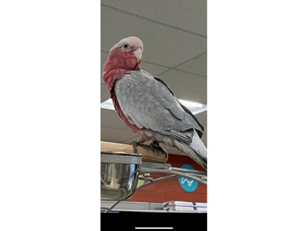 [#5518] Rosebreasted Cockatoo Birds for Sale
