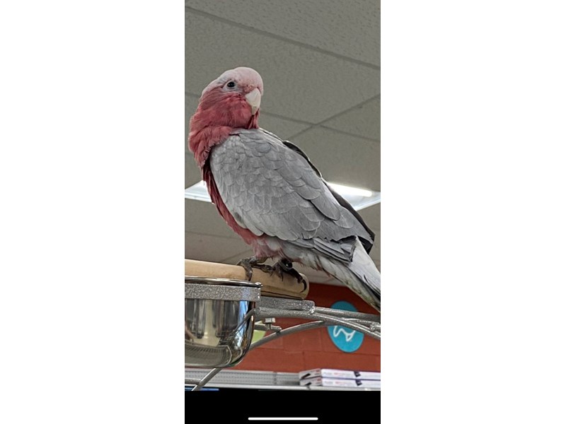 Rosebreasted Cockatoo - 5518 Image #1