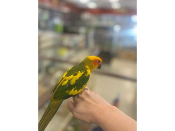 [#5520] Sun Conure Birds for Sale