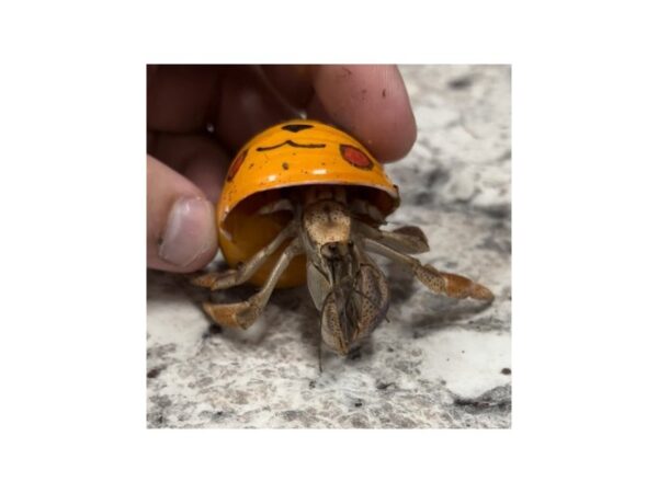 [#5493] common hermit crab Reptiles for Sale