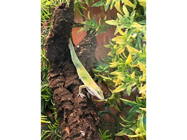 [#5497] Anole/lizard Reptiles for Sale