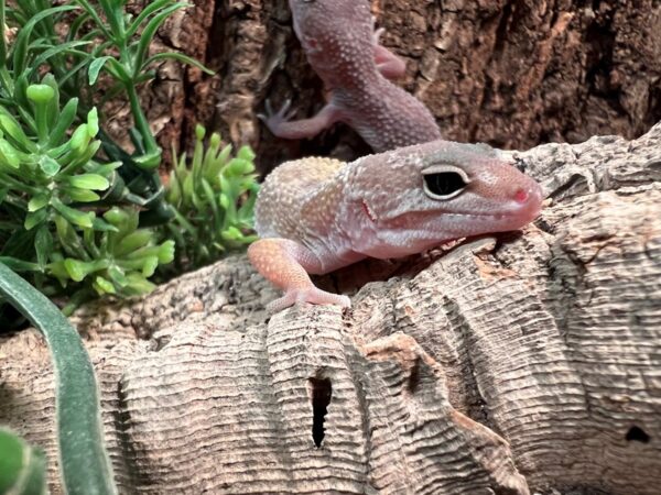 [#5492] Leopard Gecko Reptiles for Sale
