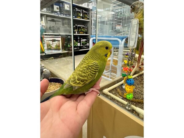 [#5538] parakeet Birds for Sale