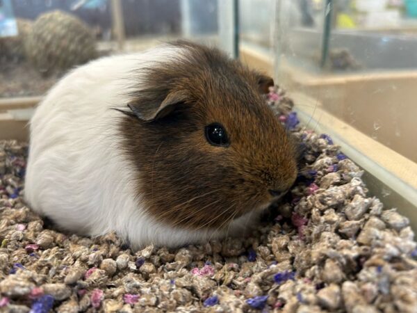 [#5550] Guinea Pig Small Animals for Sale