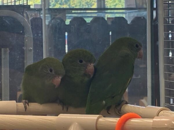 [#5573] Canary Winged Bee Bee Parakeet Birds for Sale