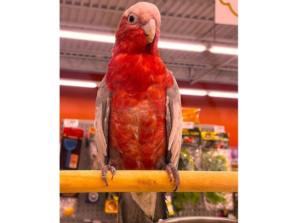 [#5586] Rose Breasted Cockatoo Birds for Sale