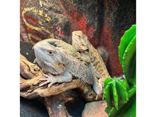 [#5587] Bearded Dragon Reptiles for Sale