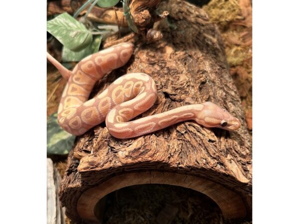 [#5553] Ball Python Reptiles for Sale