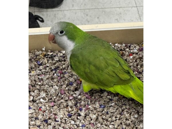 [#5589] Green Quaker Parrot Birds for Sale