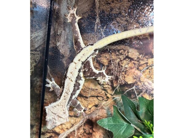 [#5591] Lily White Male Crested Gecko Reptiles for Sale