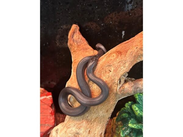 [#5590] Solid Black Mexican Black Snake Reptiles for Sale