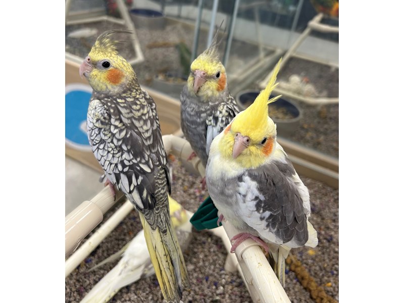 Cockatiel Bird Assorted ID: 5594 Located at Petland South Point, Ohio