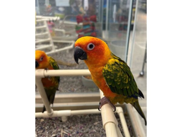 [#5595] Yellow, Green, Orange Sun Conure Birds for Sale